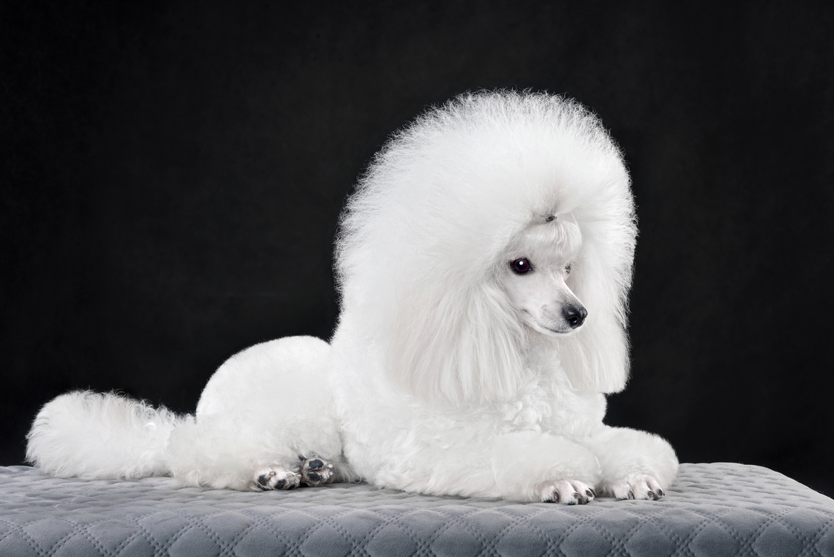 Lying white toy poodle