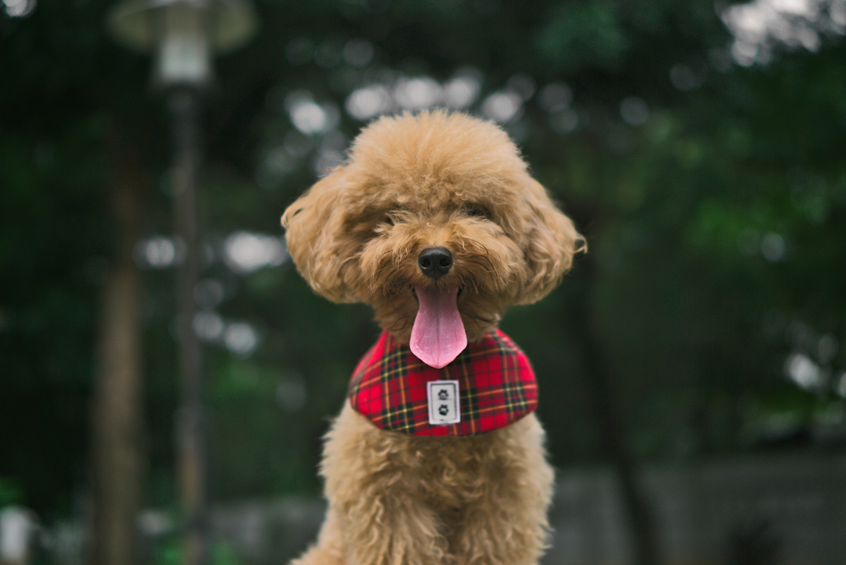  An Adorable Toy Poodle